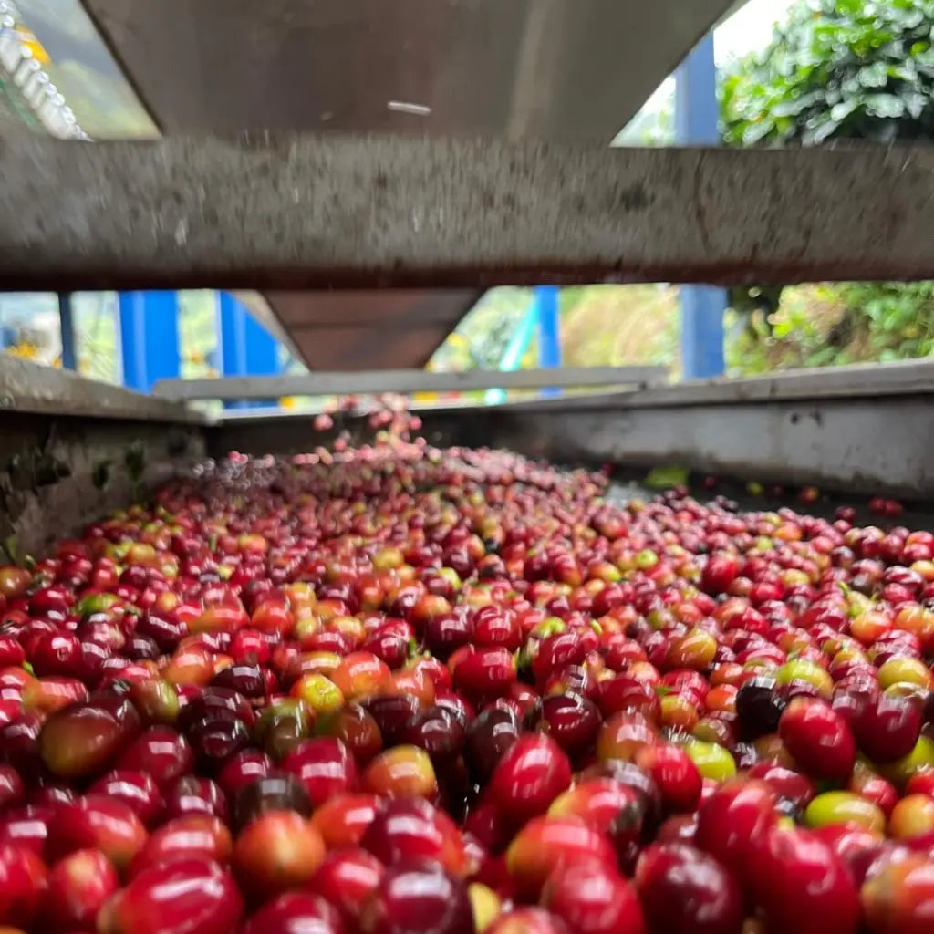 Amico, Caffè filtrato