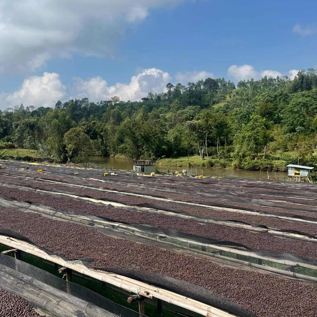 Hamasho Dry Beds