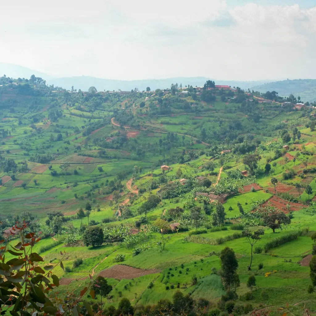 Ninga - Filterkaffee aus Burundi